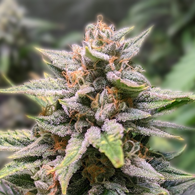 Everything You Need to Know About Cannabis Seeds Washington