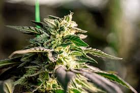 Everything You Need to Know About Cannabis Seeds Washington
